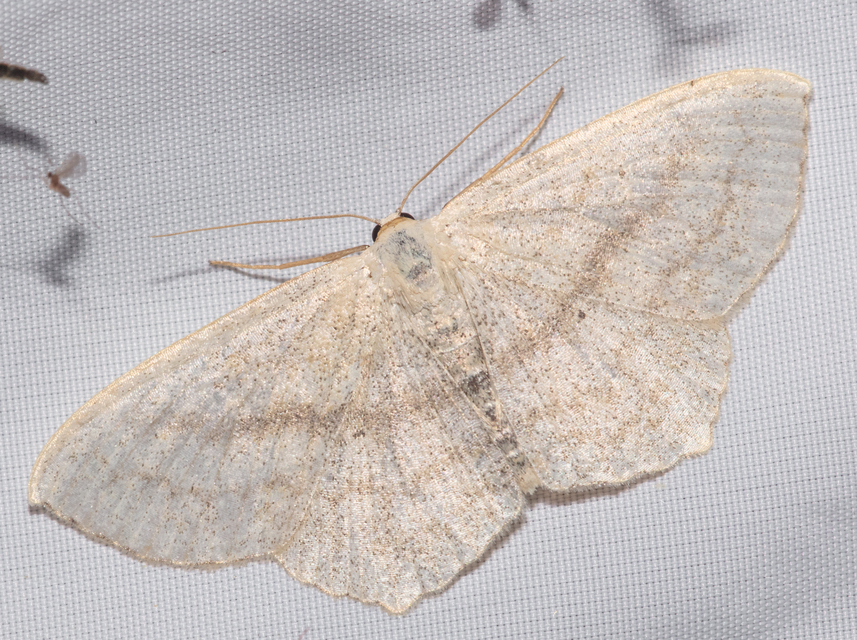 Scopula nigropunctata - feketepettyes araszoló