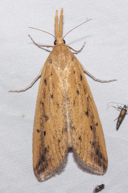 Schoenobius gigantella - óriás nádfúrómoly