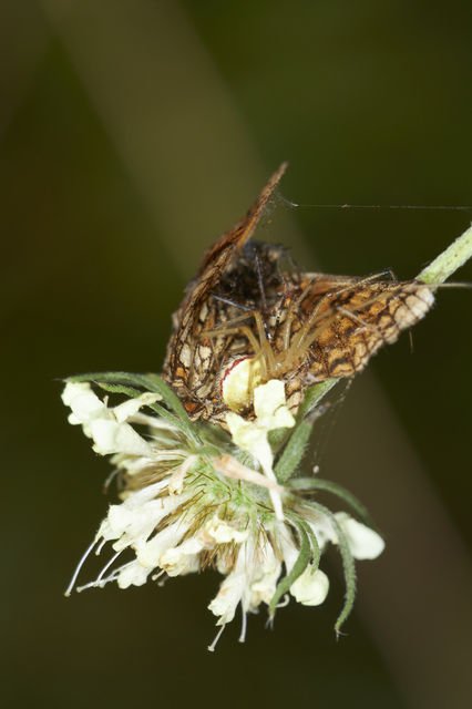 Enoplognatha ovata - vonalas törpepók