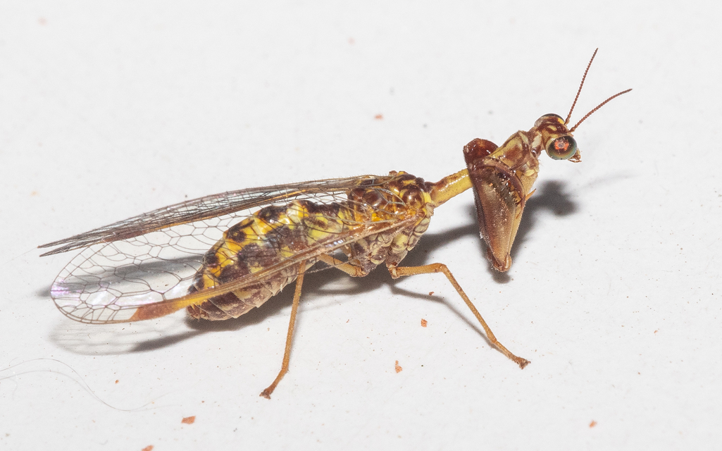Mantispa styriaca - kétszínű fogólábú-fátyolka
