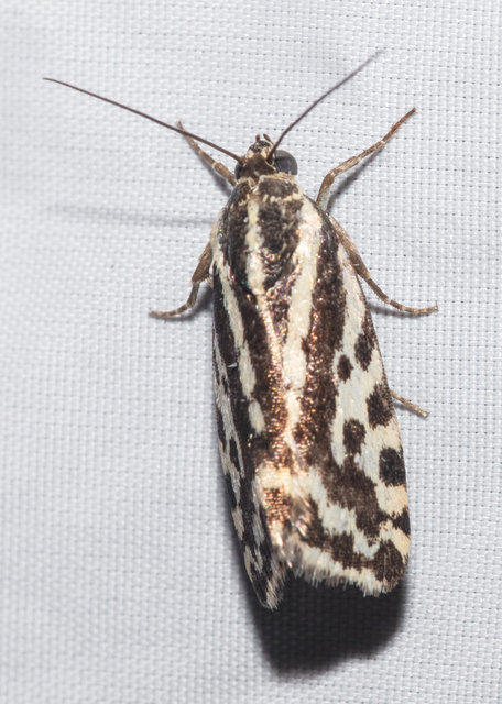 Emmelia trabealis - zebrabagoly