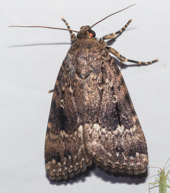 Amphipyra pyramidea - fahéjszínű bagoly