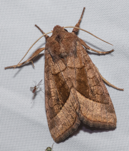 Hydraecia micacea - csillogó acsalapubagoly