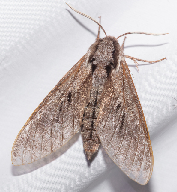 Hyloicus pinastri - fenyőszender