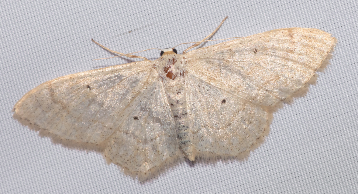 Idaea deversaria - egyszínű sávosaraszoló
