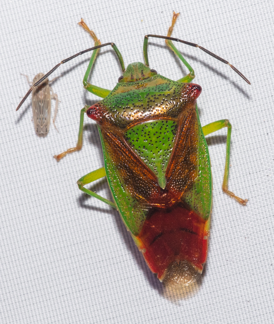 Acanthosoma haemorrhoidale - nagy dajkapoloska Acanthosoma haemorrhoidale - nagy dajkapoloska