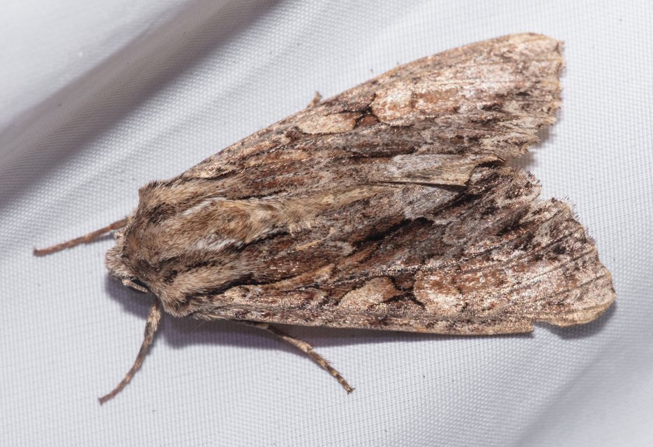 Apamea monoglypha - nagy dudvabagoly
