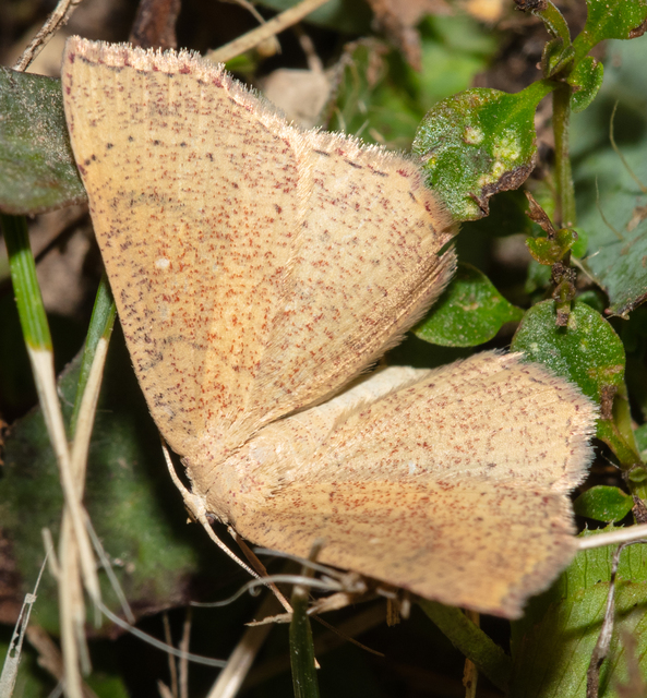 Cyclophora ruficiliaria - vörösrojtú pettyesaraszoló