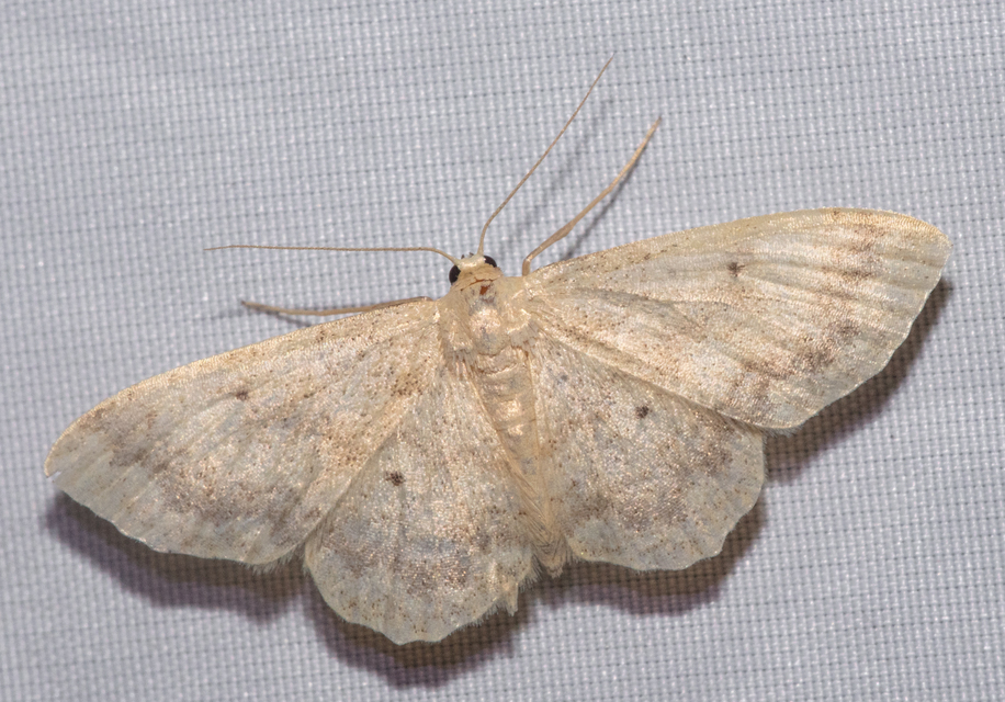 Idaea biselata - mocsári sávosaraszoló