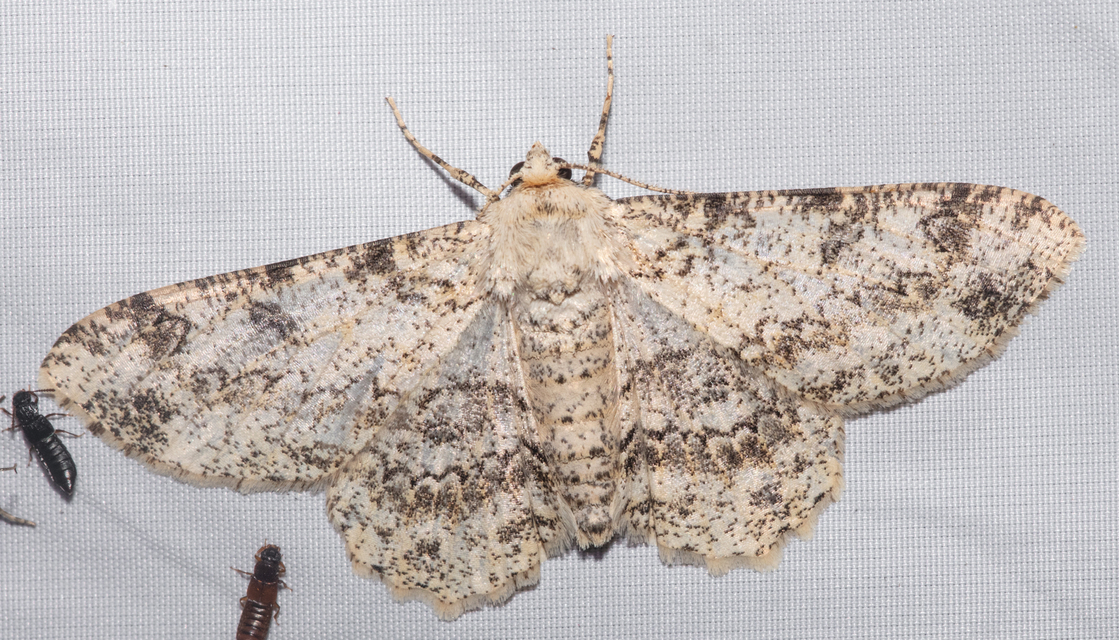Ascotis selenaria - holdas faaraszoló