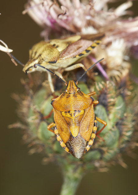 Carpocoris