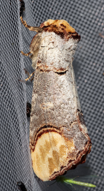 Phalera bucephala - sárgafoltos púposszövő