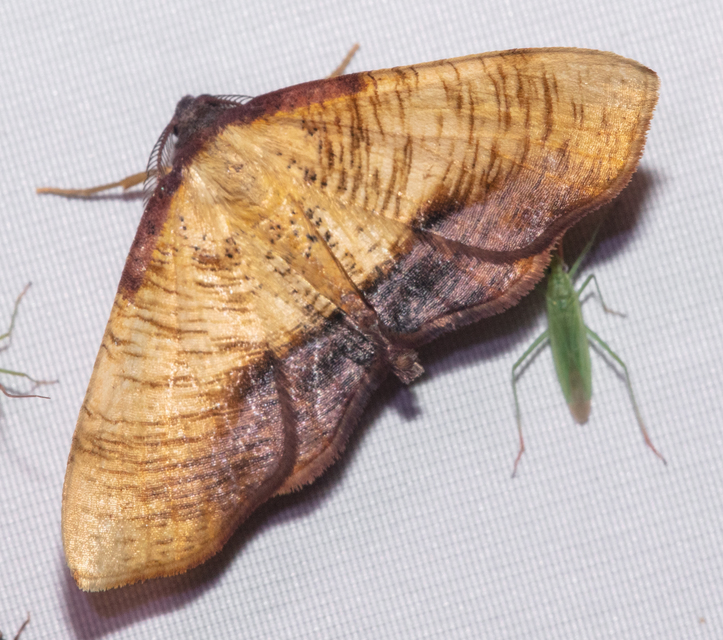 Plagodis dolabraria - baltaszárnyú araszoló