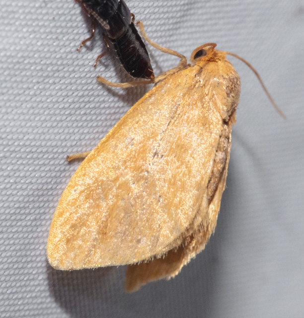 Heterogenea asella - csigalepke