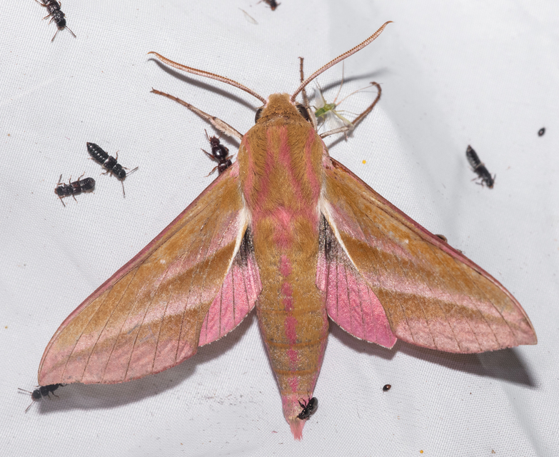 Deilephila elpenor - szőlőszender