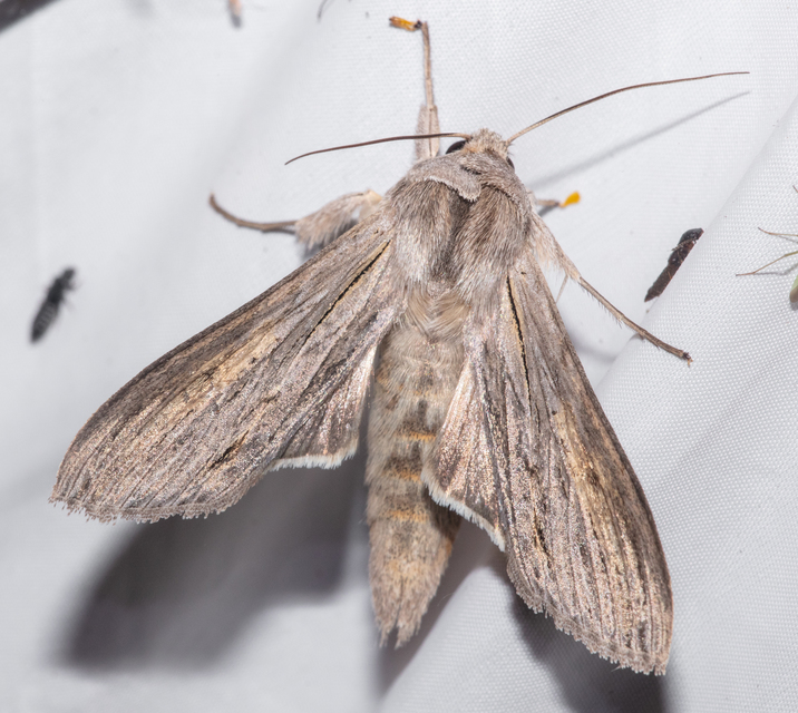 Cucullia umbratica - közönséges csuklyásbagoly