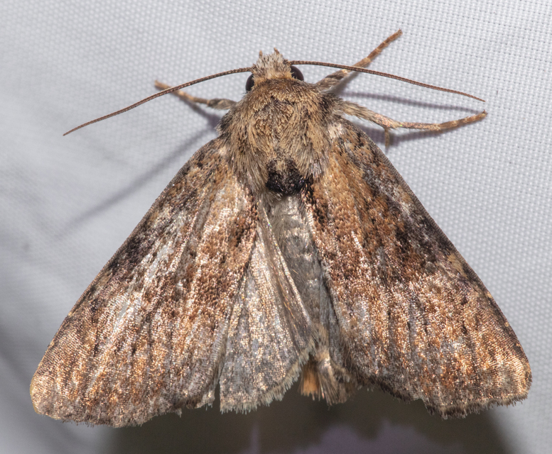 Loscopia scolopacina - csinos dudvabagoly