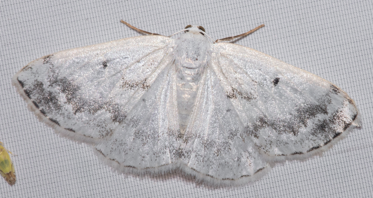 Lomographa temerata - foltos fehéraraszoló