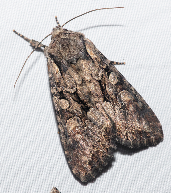 Lacanobia thalassina - borbolya-kertibagoly