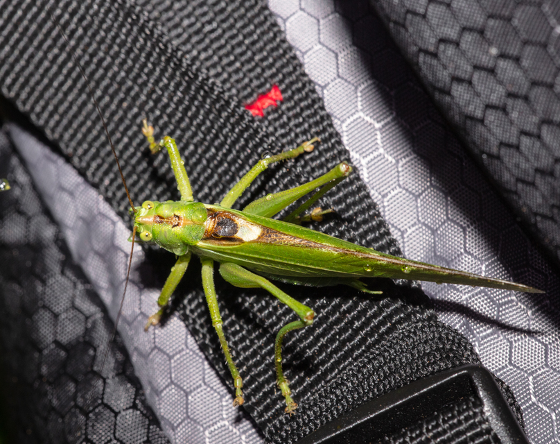 Tettigonia viridissima - zöld lombszöcske