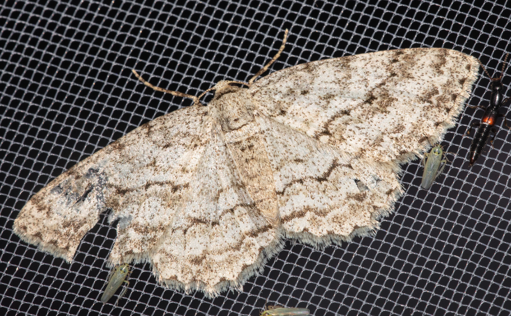 Ectropis crepuscularia - avararaszoló