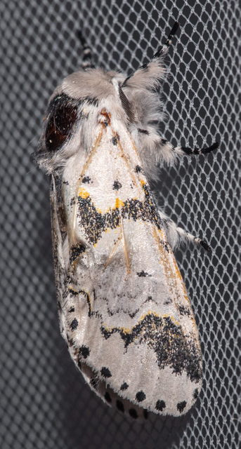 Furcula bicuspis - apáca-púposszövő