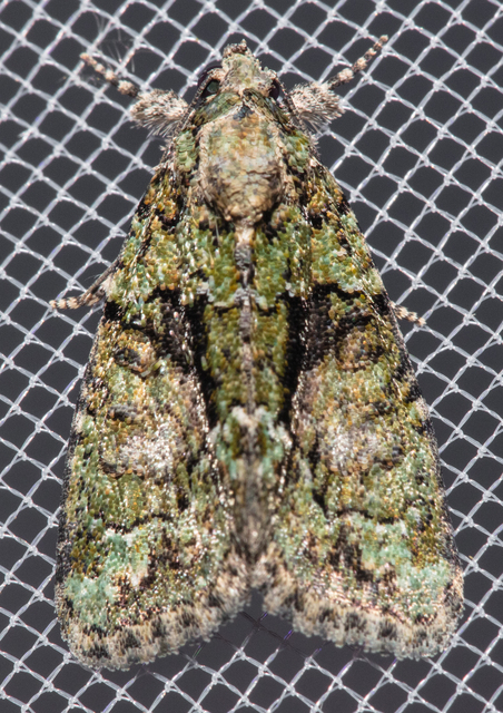 Cryphia algae - sárgászöld zuzmóbagoly