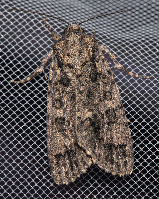 Acronicta rumicis - sóska-szigonyosbagoly