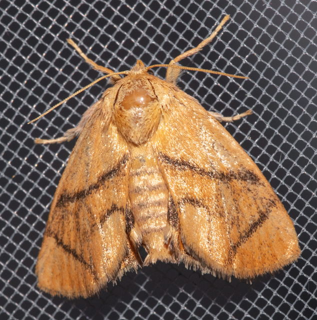 Apoda limacodes - kagylólepke