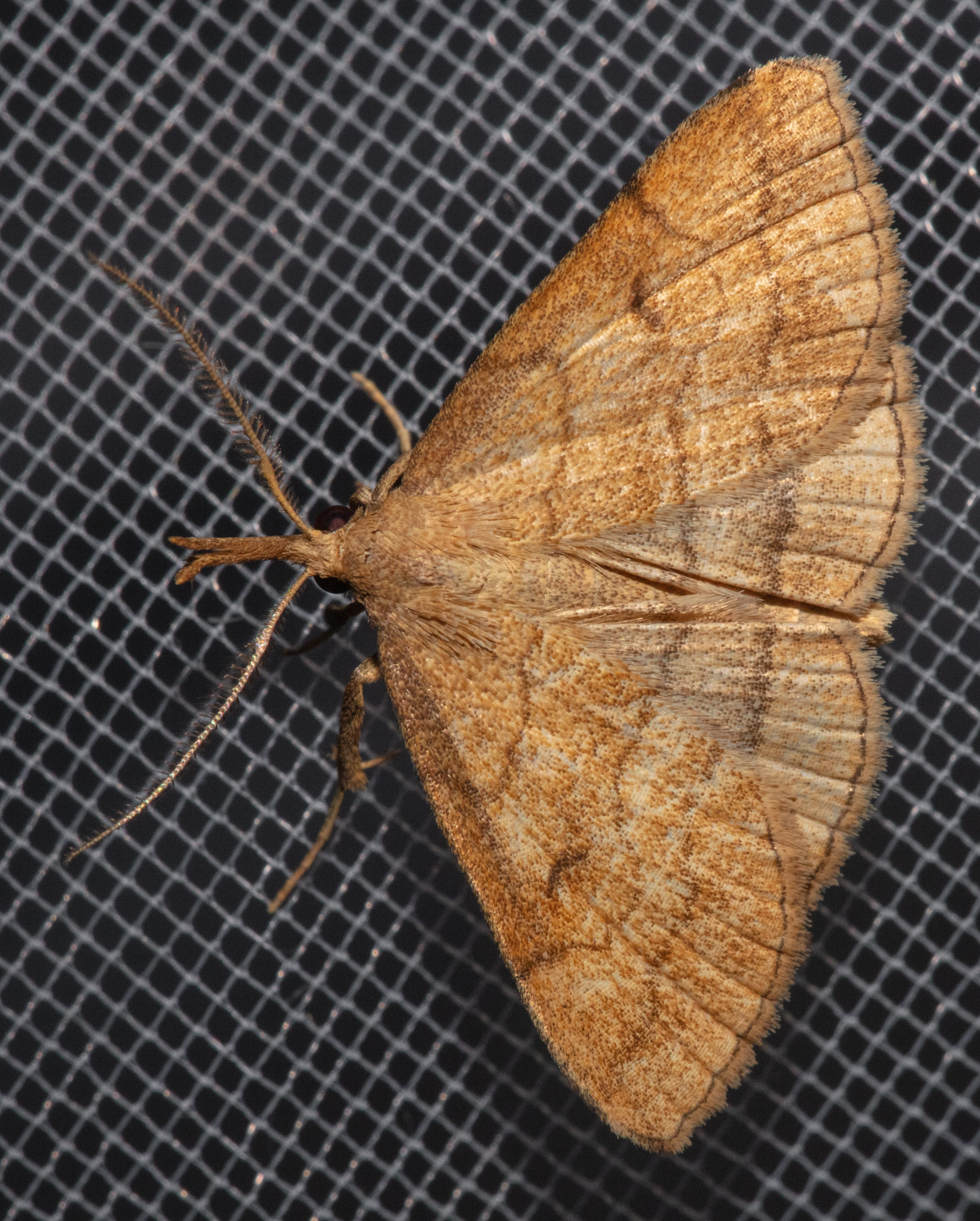 Polypogon gryphalis - láperdei karcsúbagoly