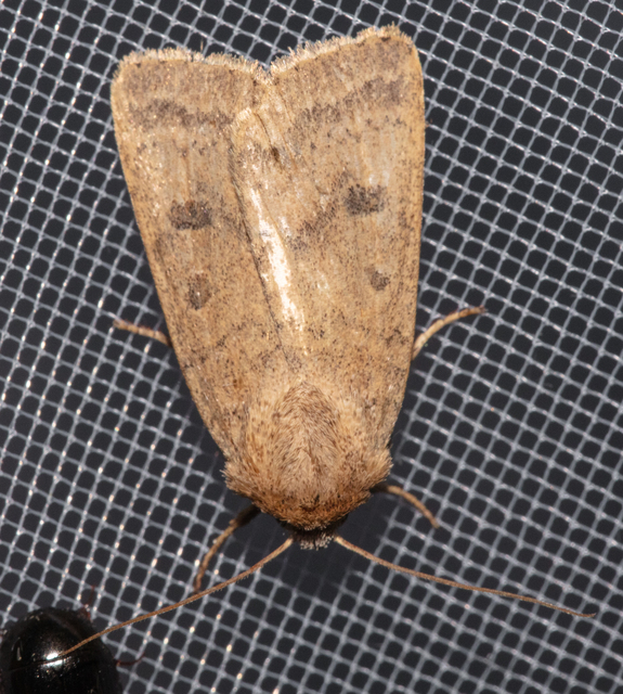 Hoplodrina octogenaria - barna selymesbagoly