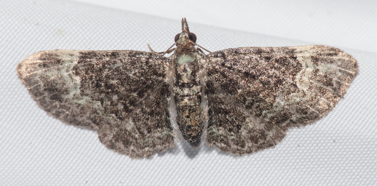 Pasiphila rectangulata - almavirág-araszoló