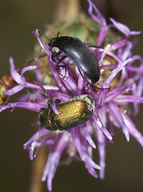 Podonta nigrita - szerecsenbogár