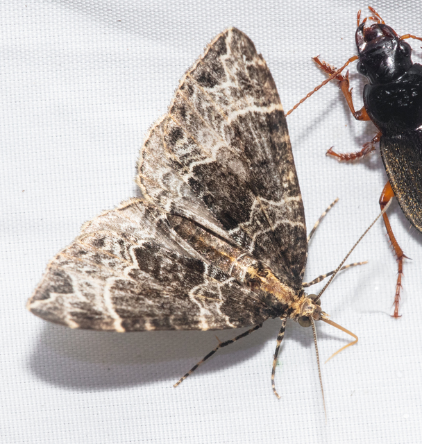Ecliptopera silaceata - barna tarkaaraszoló