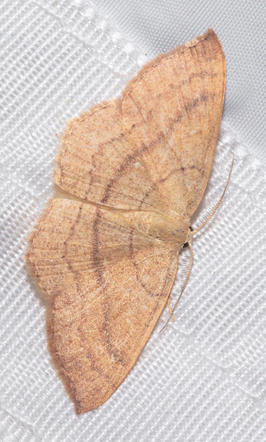 Cyclophora linearia - vonalas pettyesaraszoló
