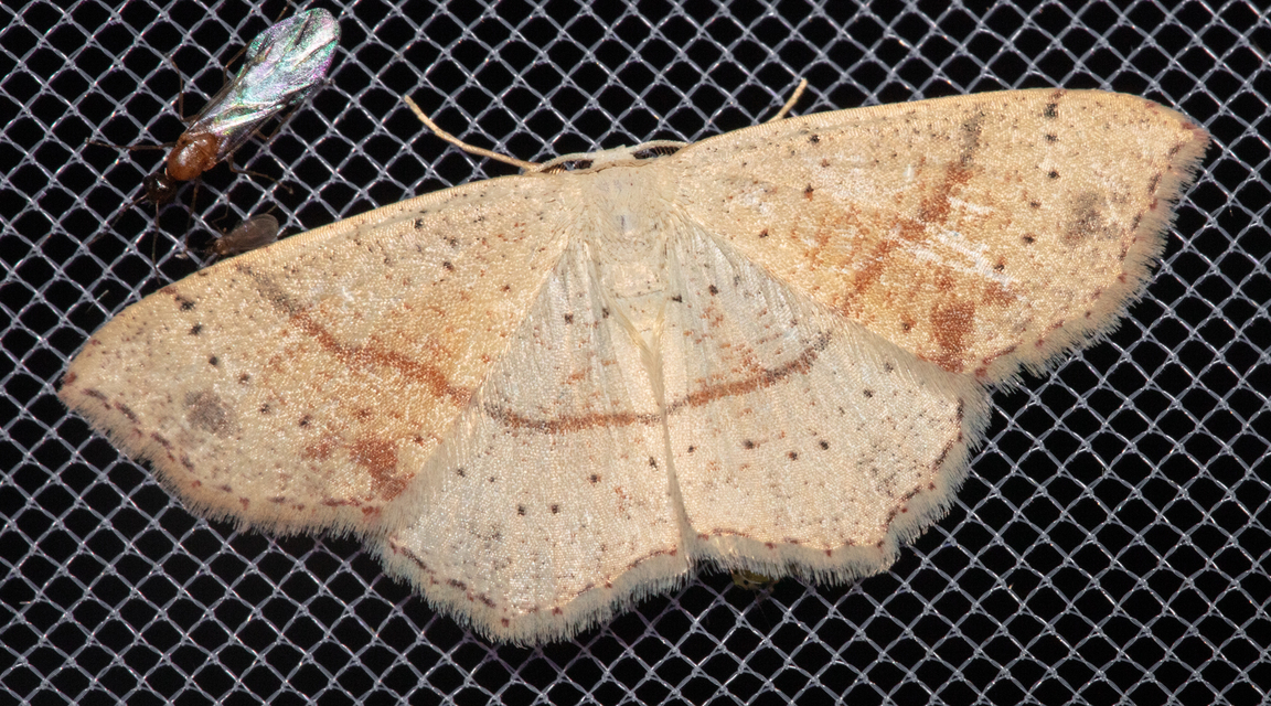 Cyclophora punctaria - sávos pettyesaraszoló