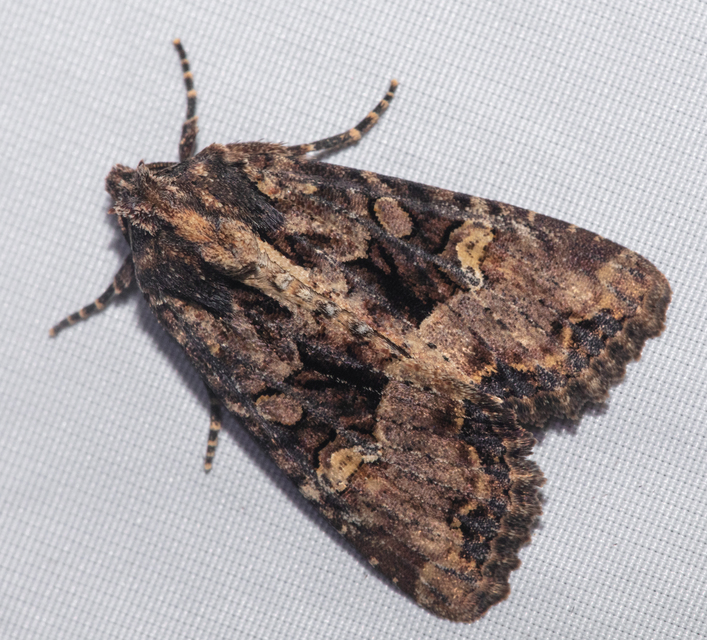 Mesapamea secalella/secalis