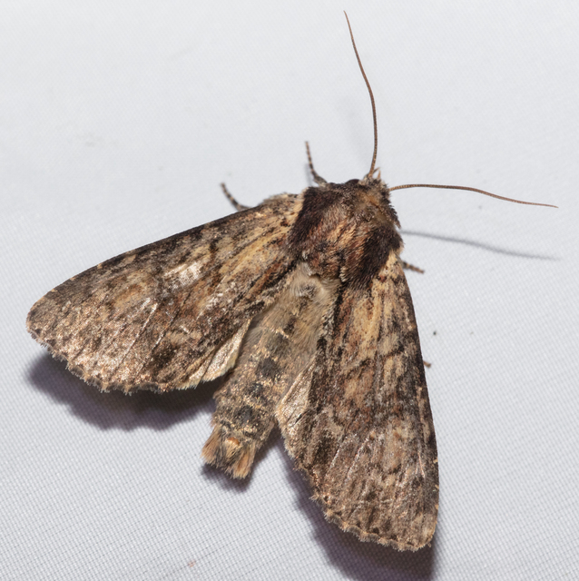 Apamea epomidion - vörösbarna dudvabagoly