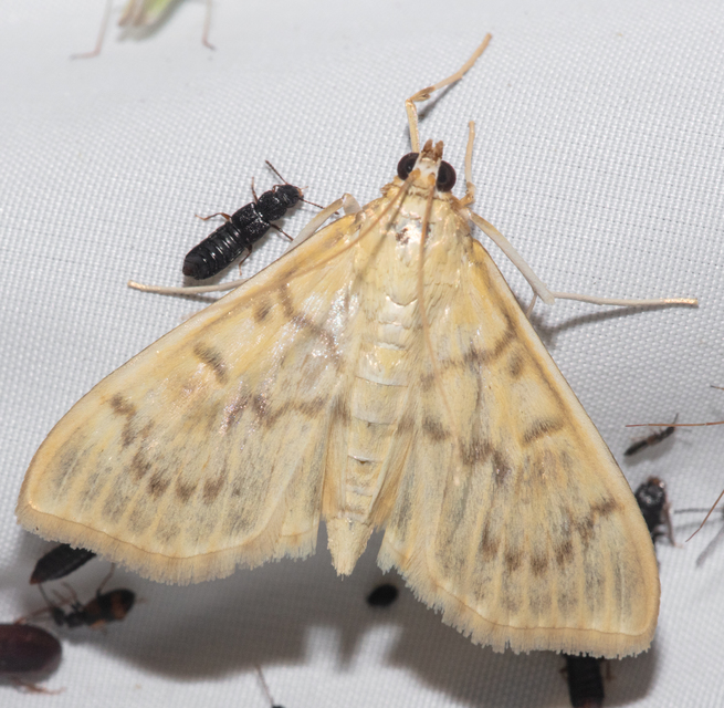 Patania ruralis - csalánevő tűzmoly