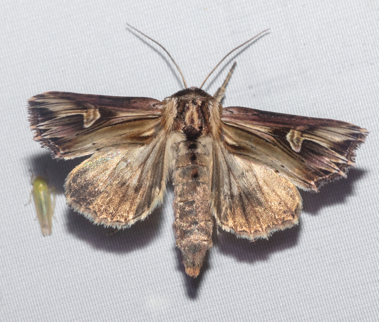 Actinotia polyodon - nagy sugarasbagoly