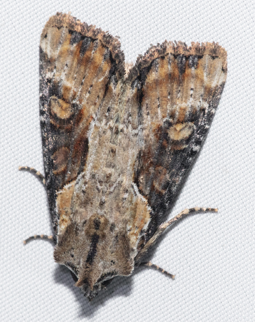 Lateroligia ophiogramma - harmatkása-dudvabagoly