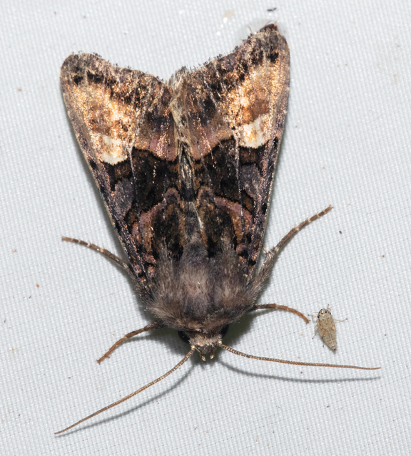 Euplexia lucipara - szeder-csipkésbagoly