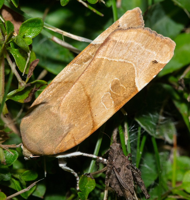 Noctua fimbriata - szélessávú sárgafűbagoly