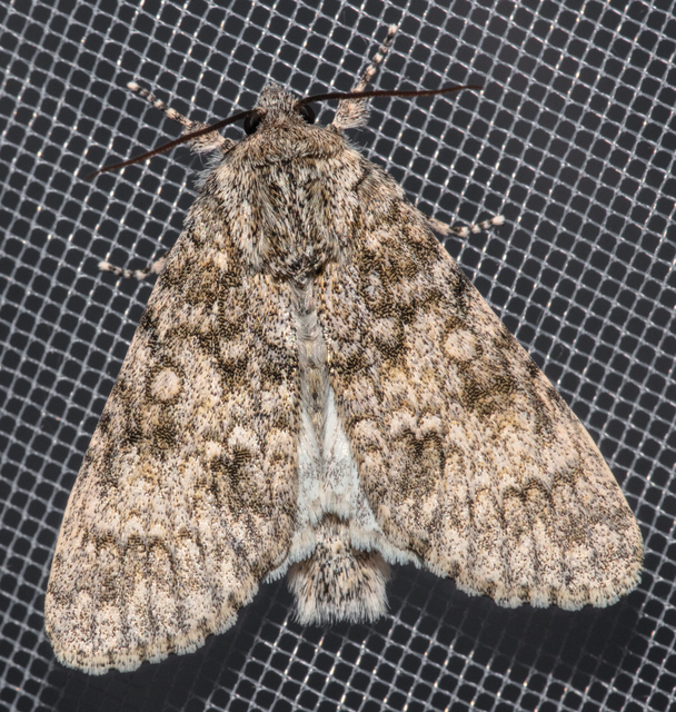Acronicta megacephala - nagyfejű szigonyosbagoly