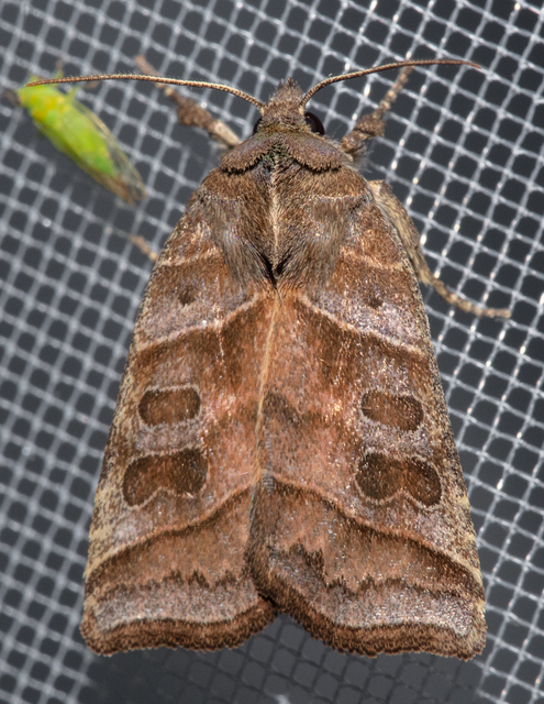 Ipimorpha retusa - sarlós fűzbagoly