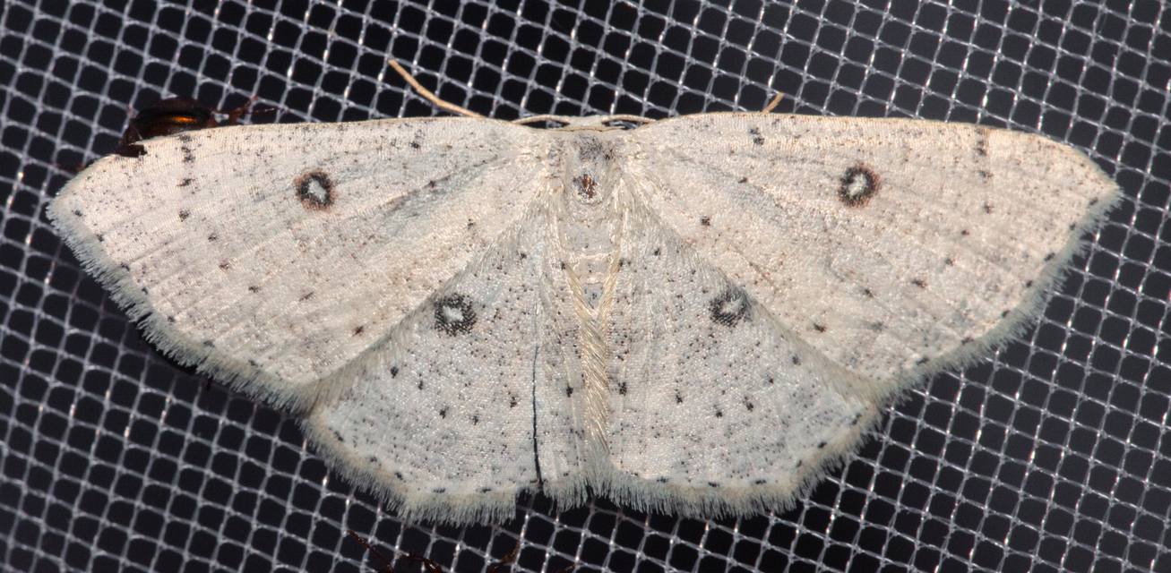 Cyclophora albipunctata - hegyi pettyesaraszoló
