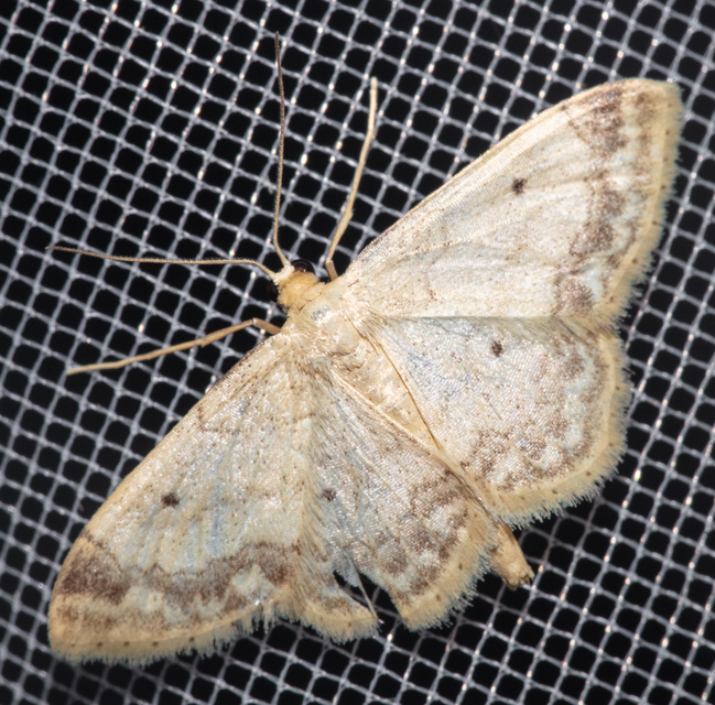 Idaea biselata - mocsári sávosaraszoló