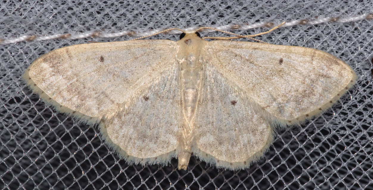 Idaea biselata - mocsári sávosaraszoló