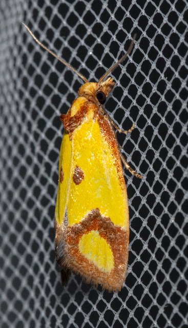 Agapeta zoegana - barnacsíkos sárgamoly