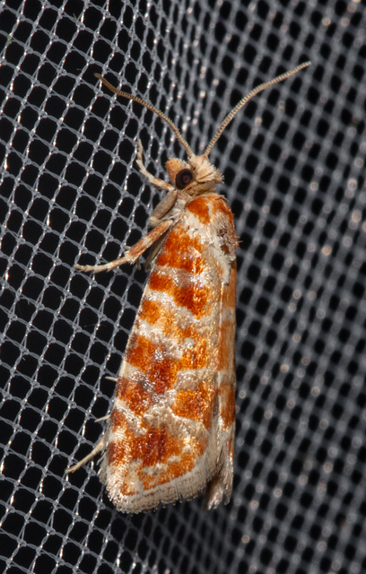 Rhyacionia pinicolana - piros gyantamoly